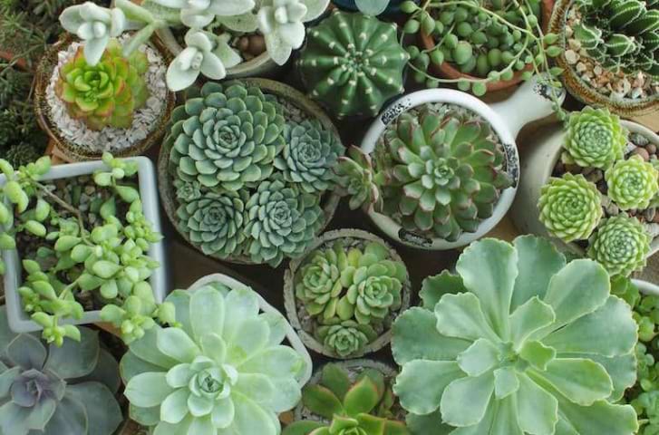 best-indoor-plants-Everleigh-2019